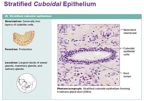 Eight types of epithelial tissue