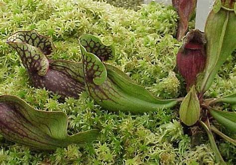 Pitcher plant | Description, Carnivory, Families, & Facts | Britannica