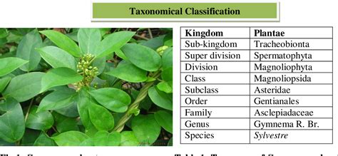 A REVIEW ON GYMNEMA SYLVESTRE A MAJOR ANTIDIABETIC ASCLEPIADACEAE HERB | Semantic Scholar