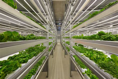 3 emerging trends in vertical farming that will cultivate the future of ...