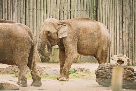 Blackpool Zoo - Rick Nunn