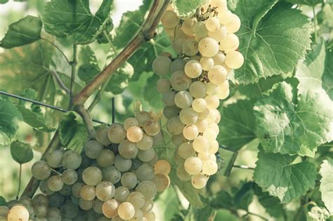 Vineyard with growing white wine grapes · Free Stock Photo