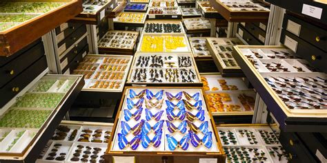 Inside the Smithsonian's 147 Million-Specimen Hidden Collection ...