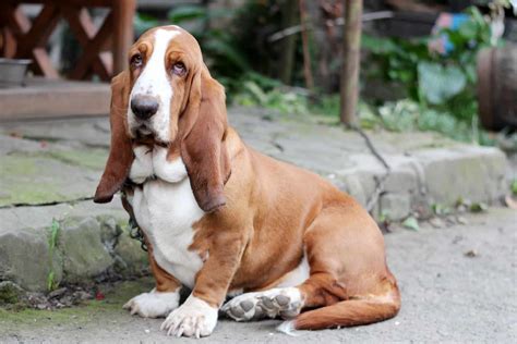 Basset Hound Colors: A Dog Lovers Guide To Coat Colors