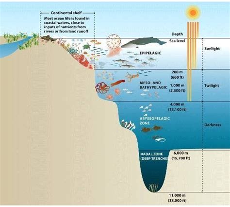 Ocean Zones - 2nd Grade - Habitats | Ocean zones, Ocean, Marianas trench