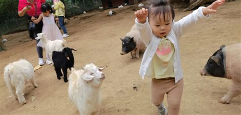 Day Trip to Badaling Wildlife Park: Worth the Drive? | jingkids international | Beijing | June ...