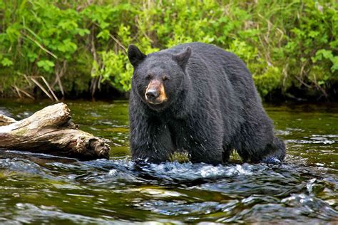 11 Fascinating Swamp Animals