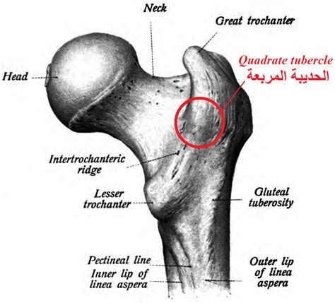 Short external rotator muscles : Hip | Epomedicine