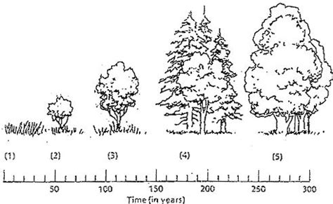 Examining Stages in Ecological Succession