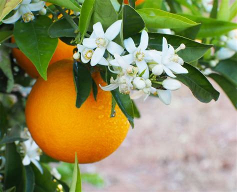 La fleur d’oranger | Fleur d'oranger, Fleurs, Orange