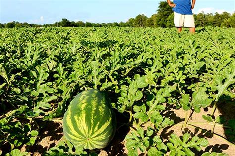 watermelon | Farm Life News and Articles