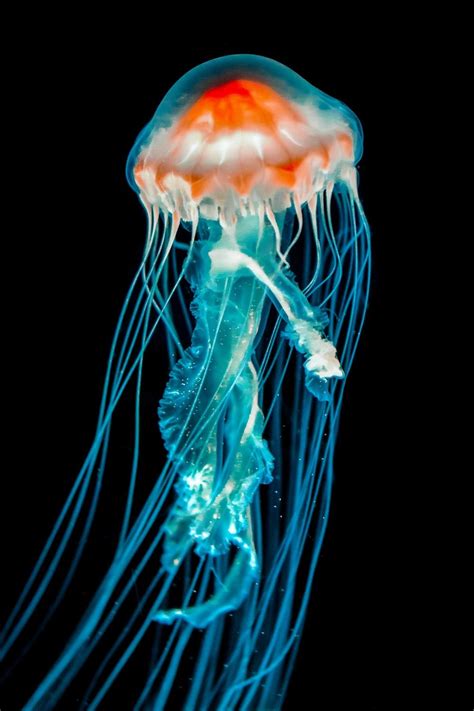 Box Jellyfish Wallpapers - Wallpaper Cave