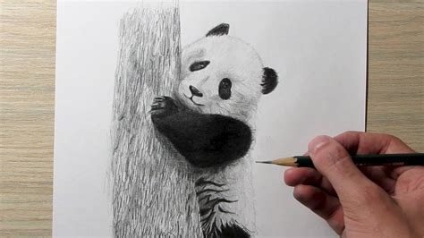 Cómo dibujar un Oso Panda - YouTube