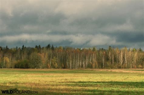 Bison Safari in the Białowieża Forest, Oct 2017 – Wild Poland