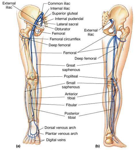 Venous Drainage of the Lower Extremity - Anatomy - Medbullets Step 1