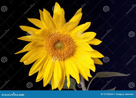 Sunflower with Water Drops on it. Stock Photo - Image of green, yellow: 75728534