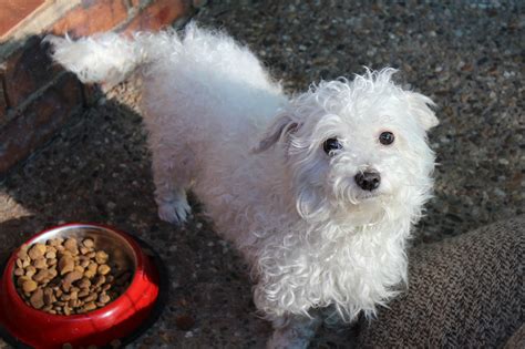 Baby - Small Female Maltese x Bichon Frise Mix Dog in QLD - PetRescue