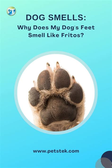 Dog Smells - Why Does My Dog's Feet Smell Like Fritos? Have you ever wondered why your dog ...