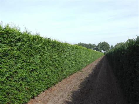 Buy Instant Hedge Plants | Instant Hedging in Troughs | Hopes Grove ...