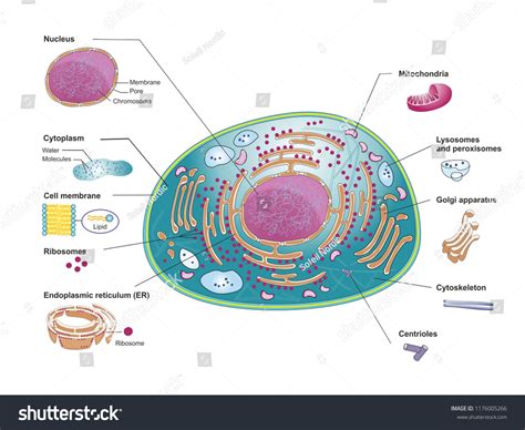 Top View Mammalian Cell Structure Cellular Stock-illustration 1176005266 | Shutterstock