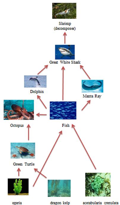 Food Web - Marine Ecosystem