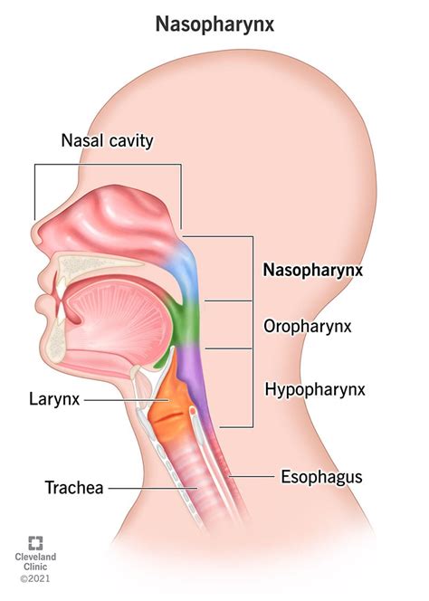 Nose And Nasal Cavity: Structure, Function And Diagram GetBodySmart ...