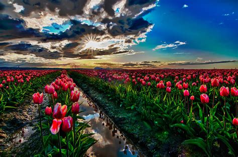 Tulip Field At Sunset Photograph by Eric Schoneker