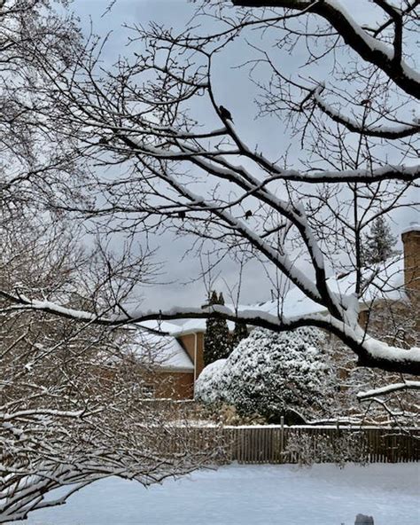 First Major Snowstorm Of 2024: McLean Readers Share Photos | McLean, VA ...