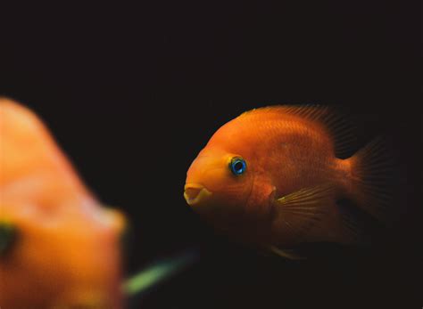 Goldfish in Water · Free Stock Photo