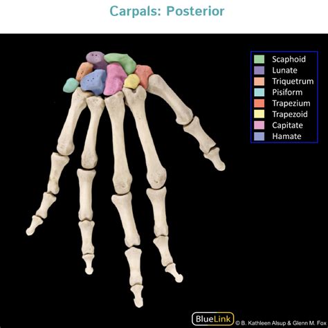 Hand - Bones (Photos) - Gross Anatomy Flashcards | ditki medical and biological sciences