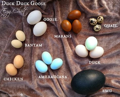 Duck Duck Goose (Chicken Quail Emu) Egg Identification Chart | Fresh ...