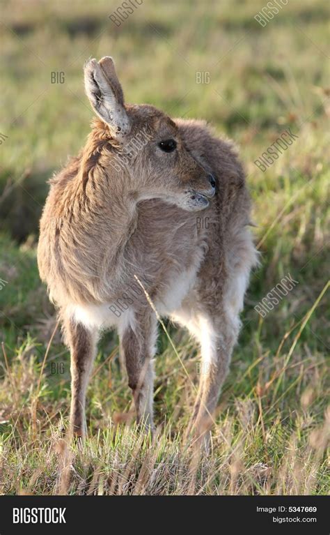 Young Reedbuck Image & Photo (Free Trial) | Bigstock