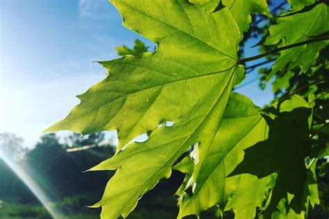 Daun Pohon Maple - Foto gratis di Pixabay - Pixabay