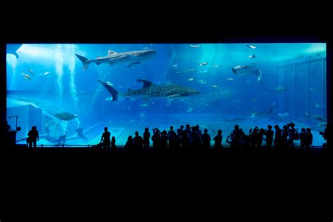 Largest and Best Aquariums in the World 2018 (Top 10 Aquariums)