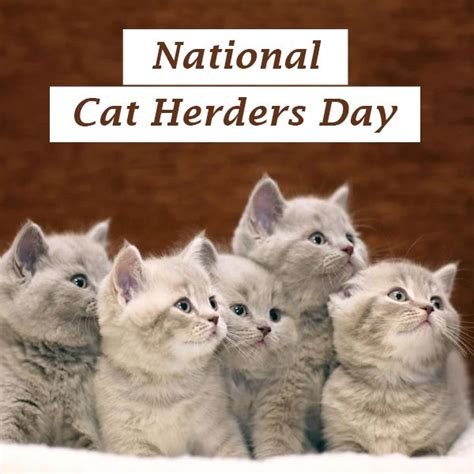 Happy National Cat Herders Day | National cat, Cats, Pet care