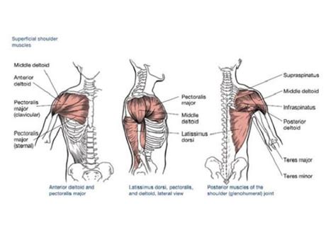 shoulder muscles | Shoulder muscle anatomy, Shoulder anatomy, Shoulder day