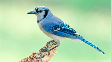 Blue Jay Wallpaper - WallpaperSafari