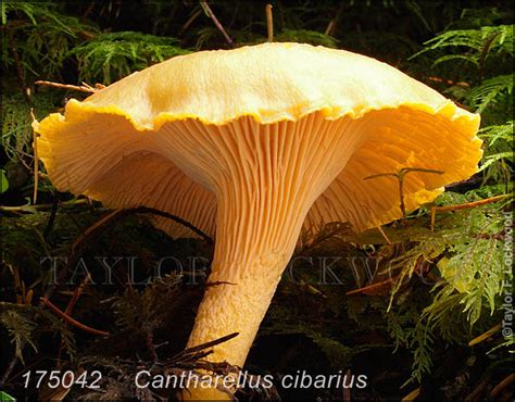 Cantharellus cibarius-h - Mushroom.Pro