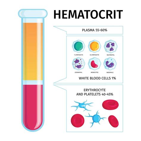 Blood Cells Plasma Infographics 4217372 Vector Art at Vecteezy