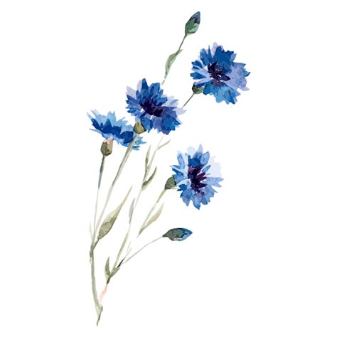 Cornflower Drawing Watercolor painting Illustration - Watercolor flowers 600*600 transprent Png ...