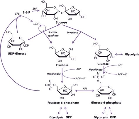 2.4.1 - Starch and sucrose degradation | Plants in Action