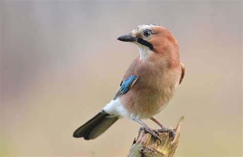 Eurasian Jay (Garrulus Glandarius) - Identification and Guide