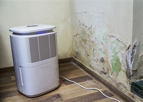 Does a Dehumidifier Kill Mold - Water Mold Fire Restoration