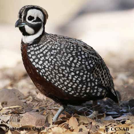 Montezuma Quail - North American Birds - Birds of North America