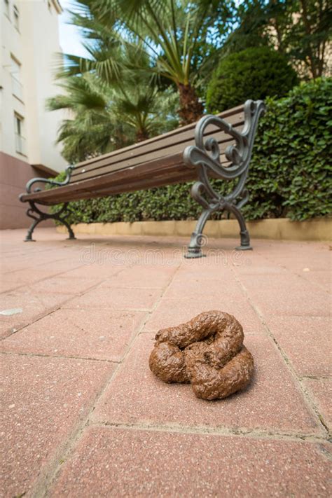 Dog poo stock image. Image of bench, unpleasant, feces - 60085847