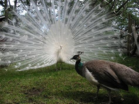 Female Peacocks White