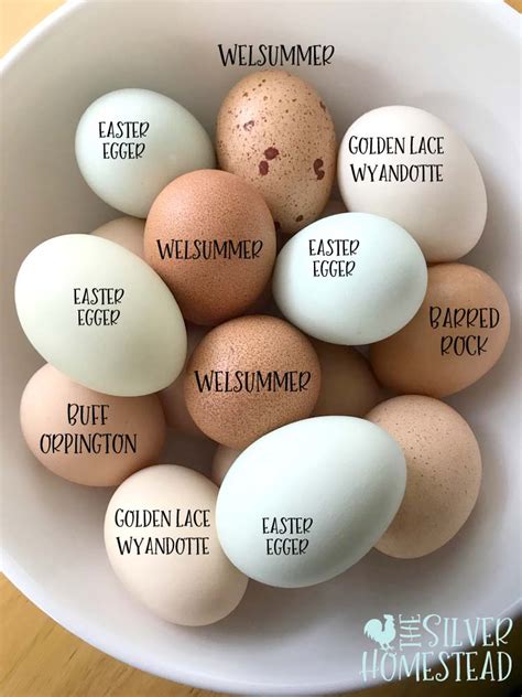 Chicken Egg Colors by Breed - Silver Homestead