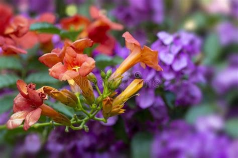 Bignonia flowers stock photo. Image of summer, moning - 198578264