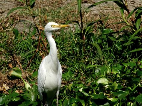 Birding at Pashan Lake (#2) | Exploring Aves - Birds, Treks & Nature