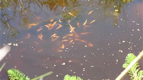 Feeding a school of fathead minnows, aka rosy red minnows in the pond - YouTube